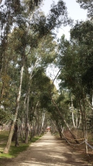 Bosque de eucaliptos